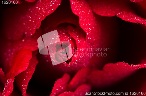 Image of Red rose closeup