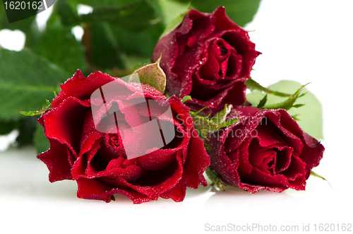 Image of Bunch of velvet red roses