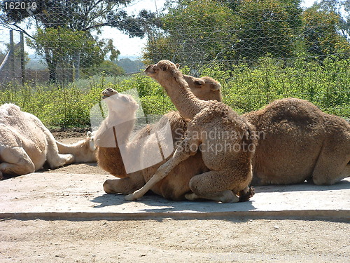 Image of Camels