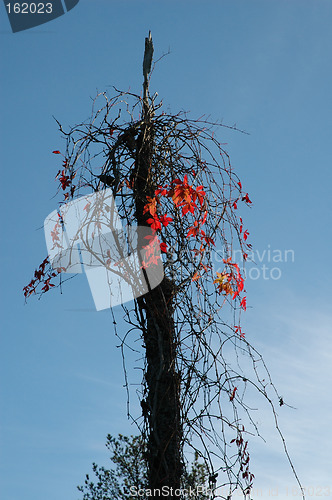 Image of virginia creeper