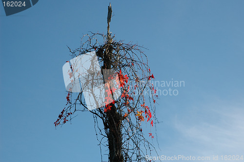 Image of virginia creeper