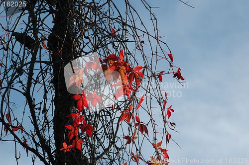 Image of virginia creeper