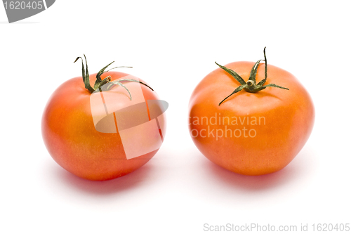 Image of Tomato