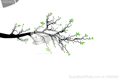Image of Branch of Spring Tree