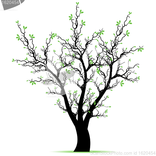 Image of Spring Tree