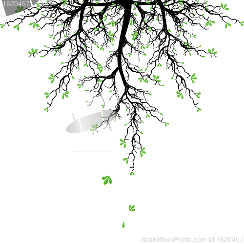 Image of Spring Tree