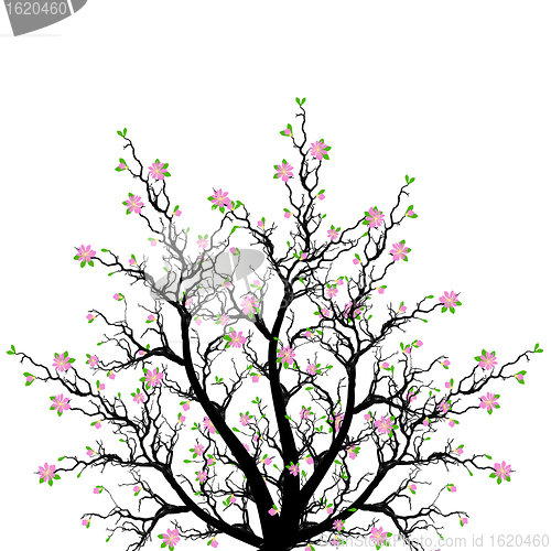 Image of Spring Blossom Tree