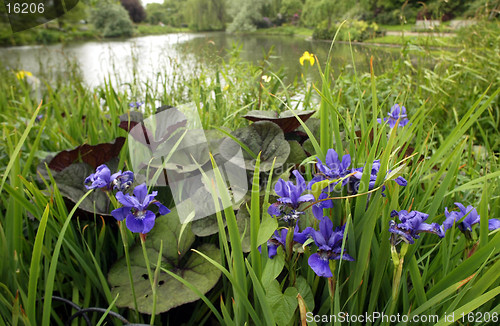 Image of Pond Life