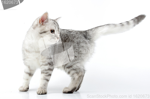 Image of silver Scottish kitten 