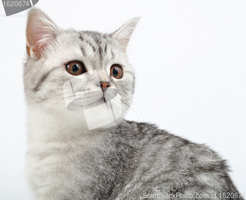 Image of silver Scottish kitten playing