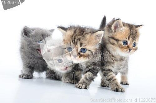 Image of group of little kittens
