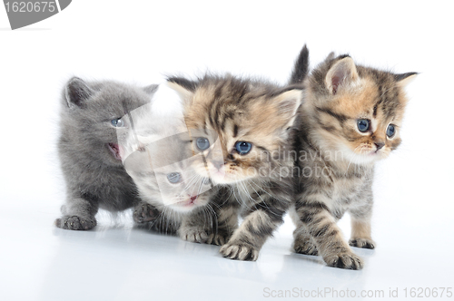 Image of group of little kittens