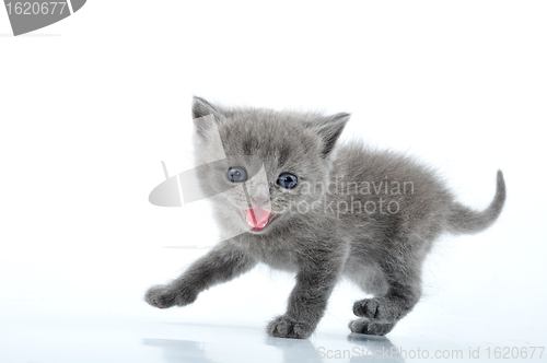 Image of funny kitten