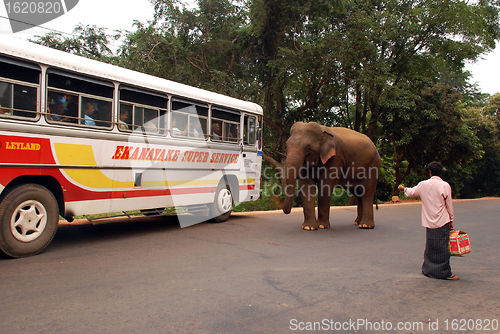 Image of Wild Elephant, Bus and Man