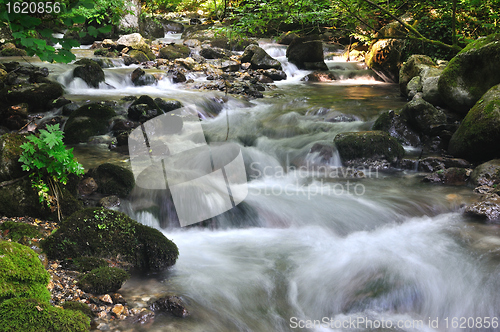 Image of Forest spring