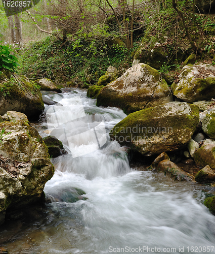 Image of Forest stream