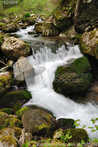 Image of Forest stream
