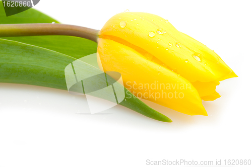 Image of Yellow Tulip