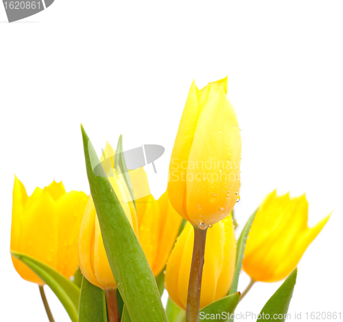 Image of Tulips