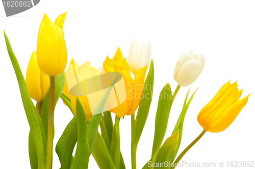 Image of Tulips