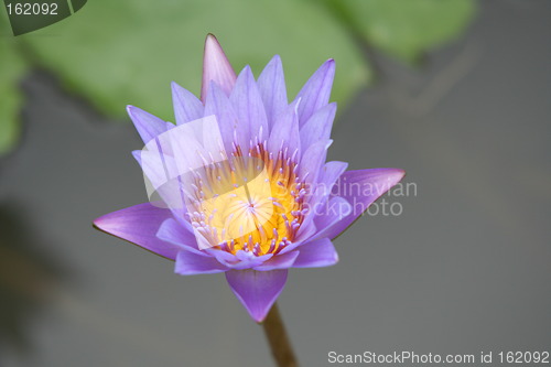 Image of Lotus flower