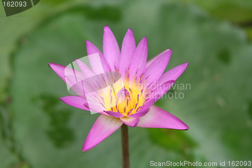 Image of Lotus flower