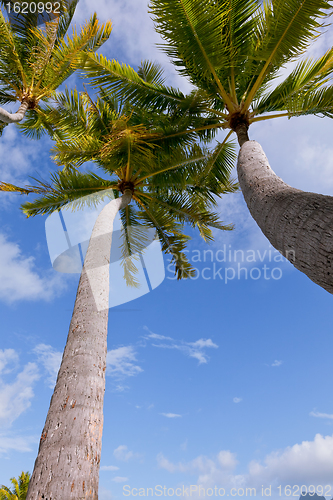 Image of palm trees