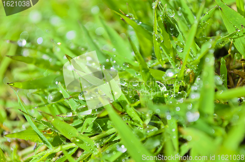 Image of Wet Grass