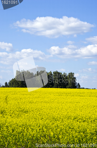 Image of Background yellow oilseed rape agricultural field 