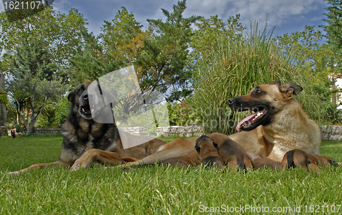 Image of family of belgian shepherd