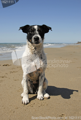 Image of jack russel terrier