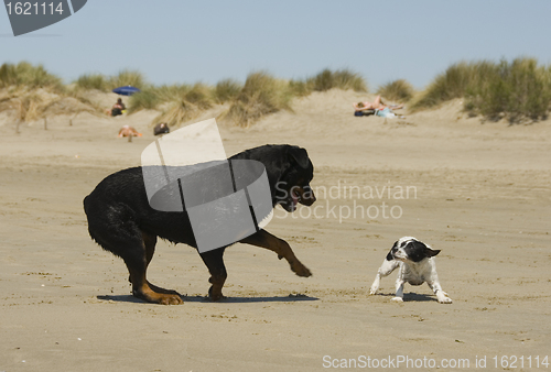 Image of playing dogs on the beach