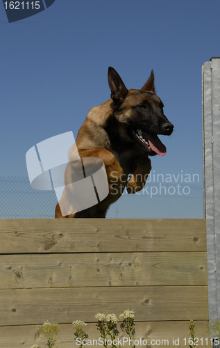 Image of jumping malinois