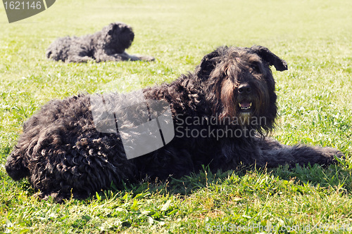 Image of Bouvier des Flandres