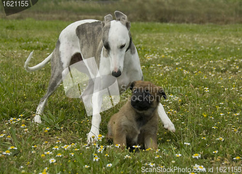 Image of greyhound and puppy shepherd