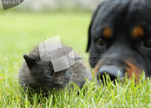 Image of kitten and rottweiler