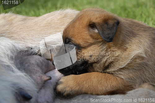 Image of puppy's suckle