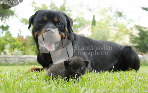 Image of kitten and rottweiler