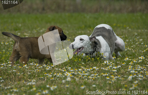 Image of greyhound and puppy sheepdog