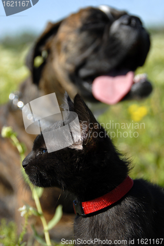 Image of cat and dog