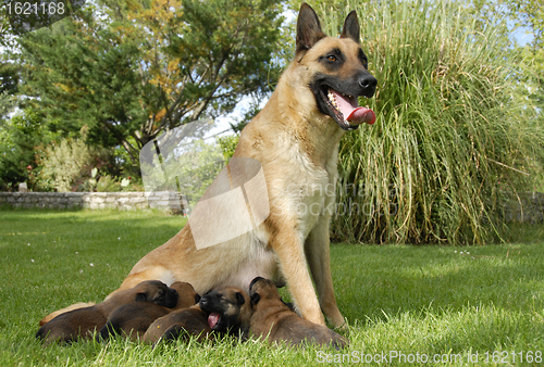 Image of malinois and puppies