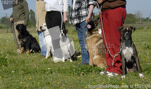 Image of training with dogs