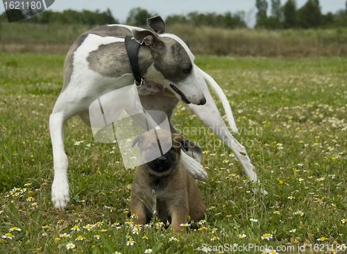 Image of greyhound and puppy shepherd