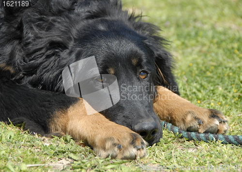 Image of puppy hovawart