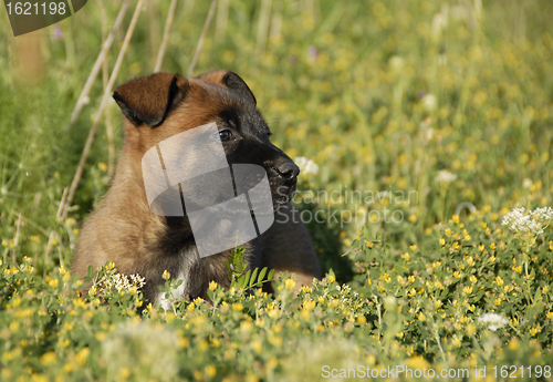 Image of puppy belgian shepherd