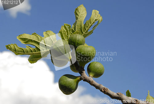 Image of fig fruits and leaf