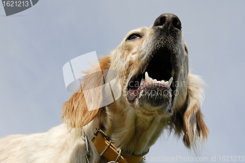 Image of english setter