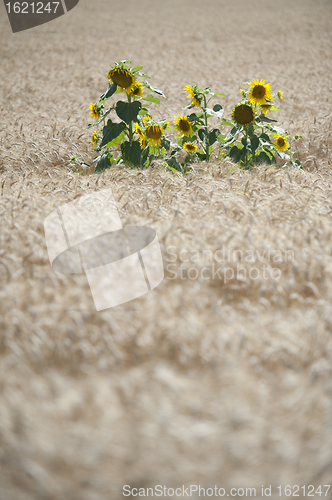 Image of Sunflowers in a wheat field