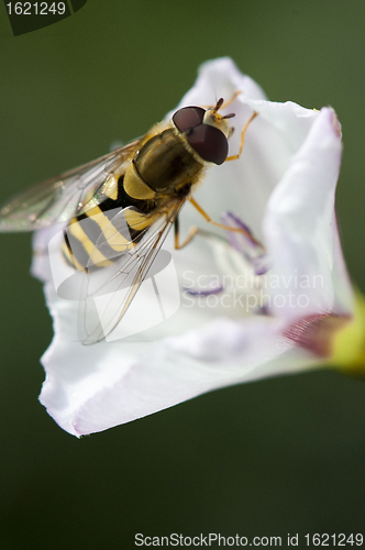 Image of Wasp on a white flower