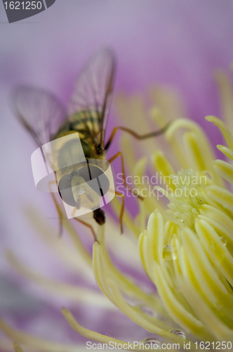 Image of Wasp on a yellow flower